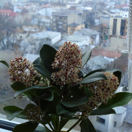 Skimmia japonica(mihaela)